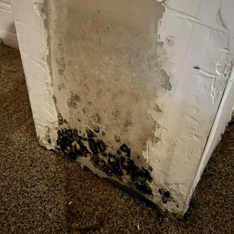 Professional Mold Removal in Winthrop, ME